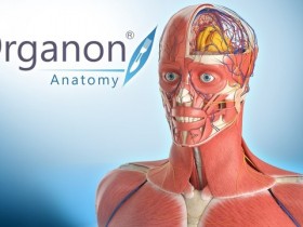 [行业软件]3D Organon人体解剖软件下载,3D Organon Anatomy V3.0.0 便携完整注册版