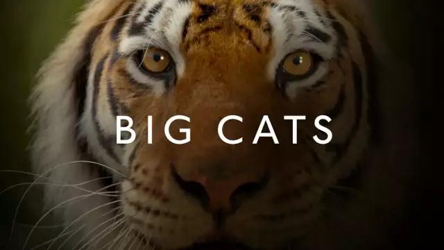 《大猫：终极猎食者》（2018） Big Cat 