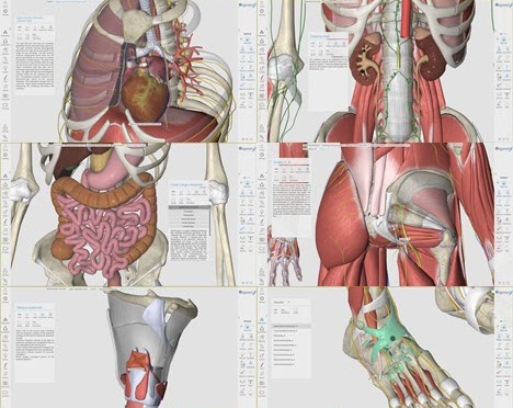 [行业软件]3D Organon人体解剖软件下载,3D Organon Anatomy V3.0.0 便携完整注册版